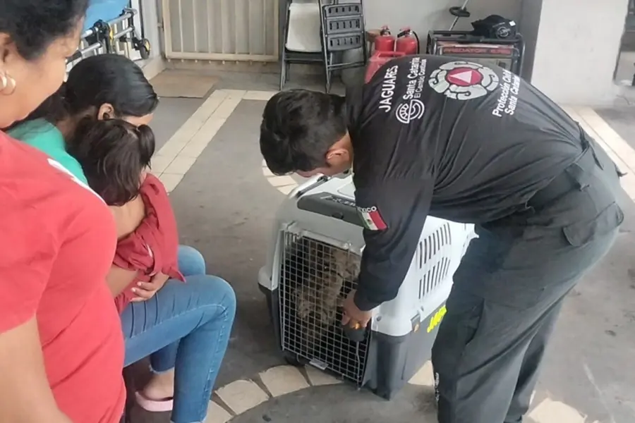 Grupo Jaguares de Protección Civil de Santa Catarina salva a un perro en el arroyo El Obispo