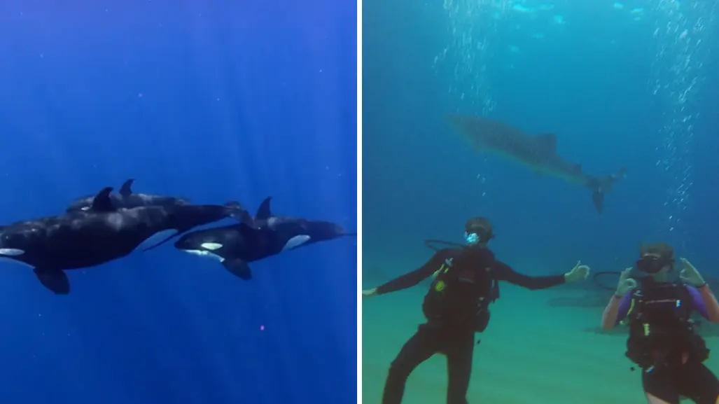 La Ventana estrena monitoreo para nado con orcas: así funciona el nuevo sistema