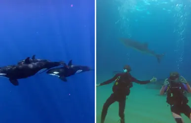 La Ventana estrena monitoreo para nado con orcas: así funciona el nuevo sistema