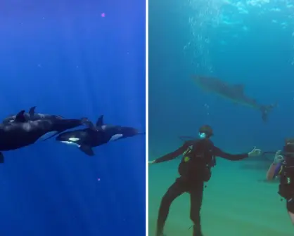 La Ventana estrena monitoreo para nado con orcas: así funciona el nuevo sistema