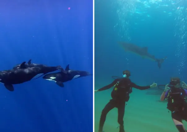 La Ventana estrena monitoreo para nado con orcas: así funciona el nuevo sistema