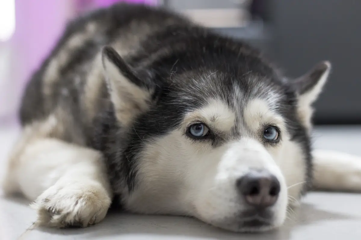 Perro husky. Foto: Canva
