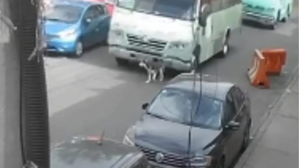 Chofer de transporte público atropella a perro en Cuautepec; autoridades buscan al responsable