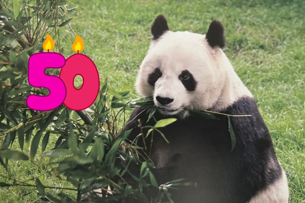 50 años de llegada de Pandas a Chapultepec. Foto: SEDEMA l Canva