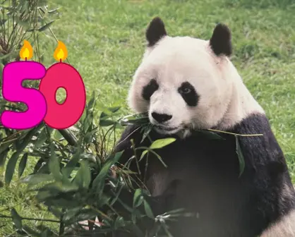 FOTOS | Chapultepec festeja 50 años de la llegada de pandas gigantes a CDMX