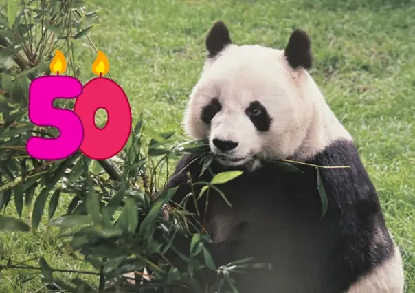 FOTOS | Chapultepec festeja 50 años de la llegada de pandas gigantes a CDMX