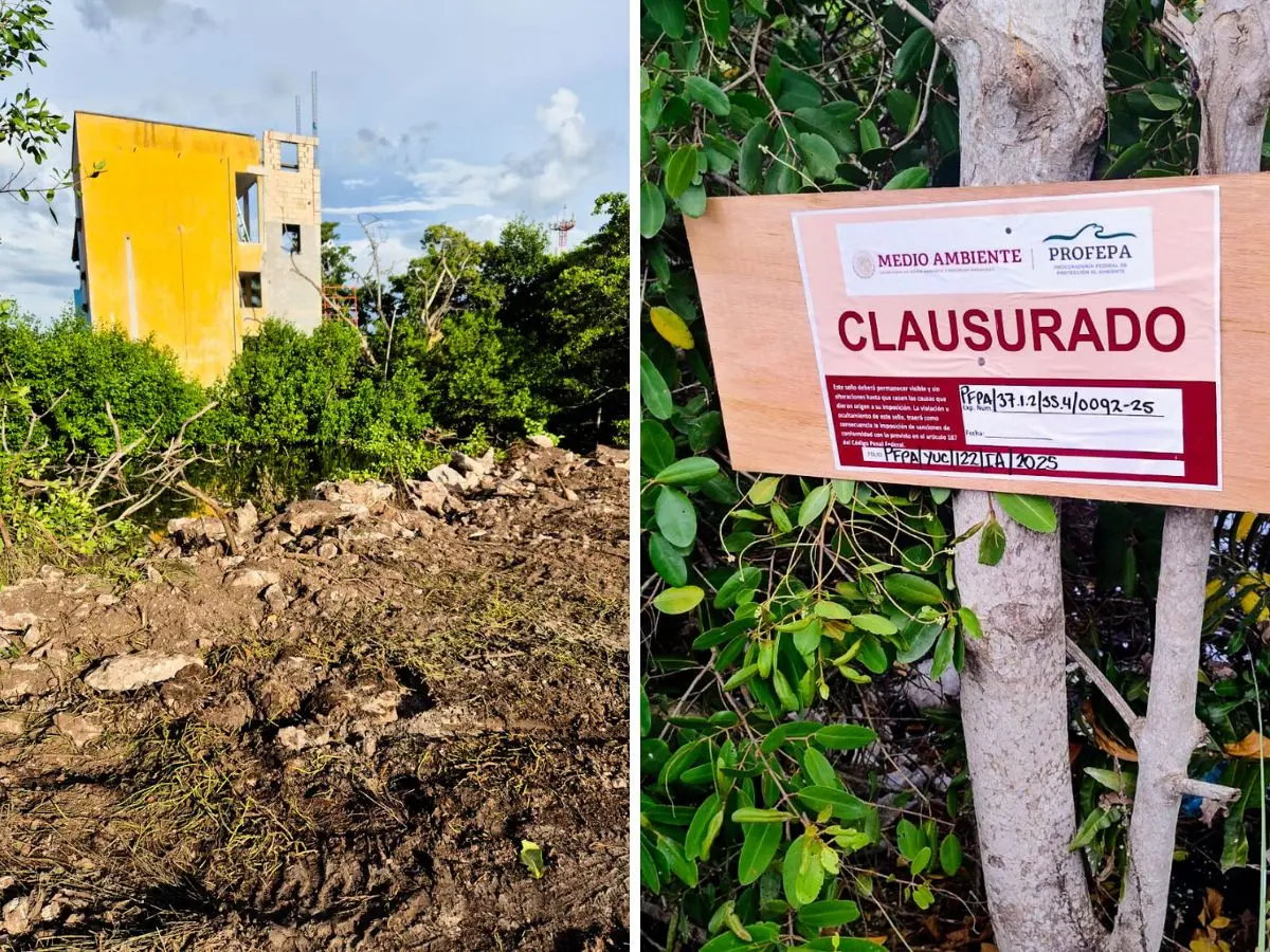 El pasado 4 de septiembre personal de la Profepa inspeccionó una zona dentro del Área Natural Protegida Reserva Estatal de Dzilam y constató en daño a manglares por la limpieza de un terreno usando maquinaria pesada.- Fuente Profepa