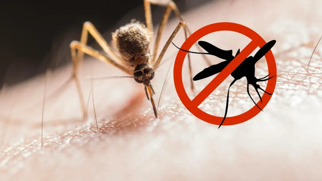 ¿Qué son las ovitrampas? la medida contra el dengue en Nuevo León