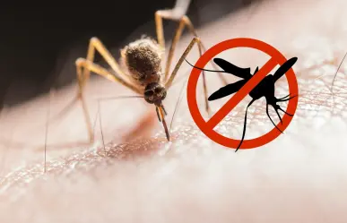¿Qué son las ovitrampas? la medida contra el dengue en Nuevo León