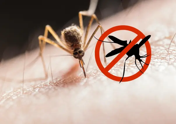 ¿Qué son las ovitrampas? la medida contra el dengue en Nuevo León