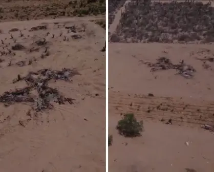 Denuncian a ciudadano canadiense por devastar biodiversidad en el ejido Conquista Agraria en BCS