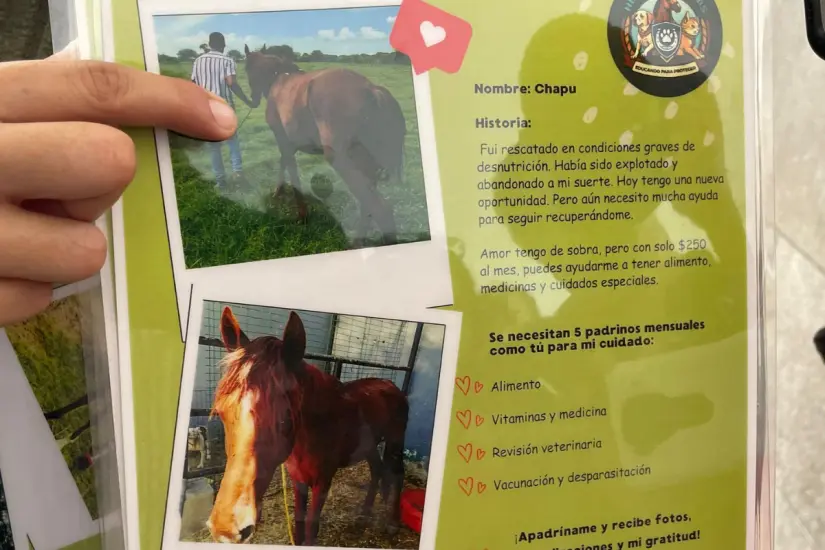 Los caballos retirados de este tipo de trabajo son trasladados a santuarios donde son atendidos. Foto: Axel Hassel