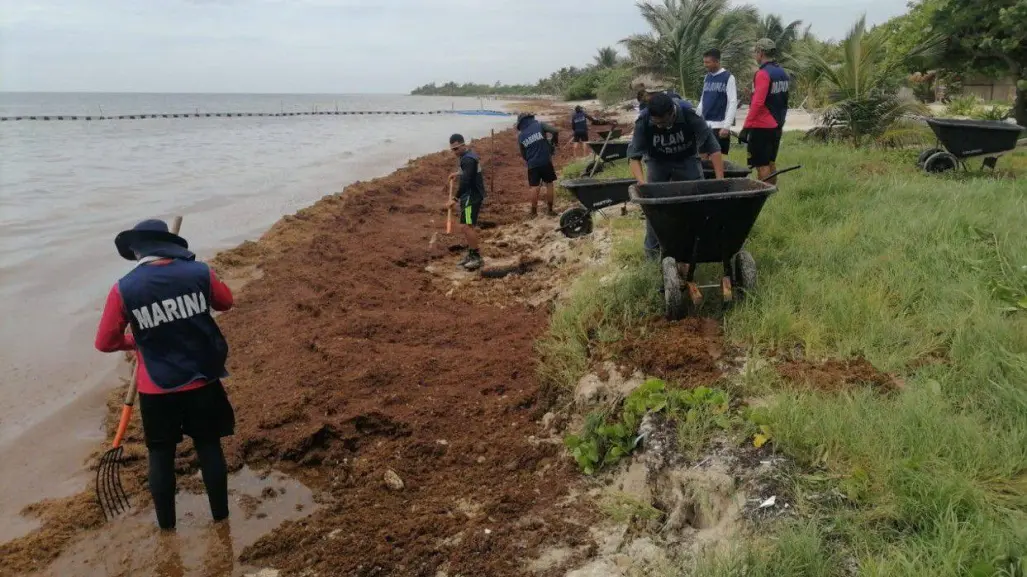 Sigue el operativo contra los efectos negativos del sargazo en playas de Quintana Roo