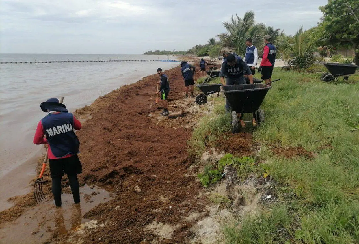 La Marina informó que mantiene el operativo contra el sargazo en varios puntos de la costa de Quintana Roo para poder mitigar los efectos negativos de dicha alga.- Fuente Secretaría de Marina