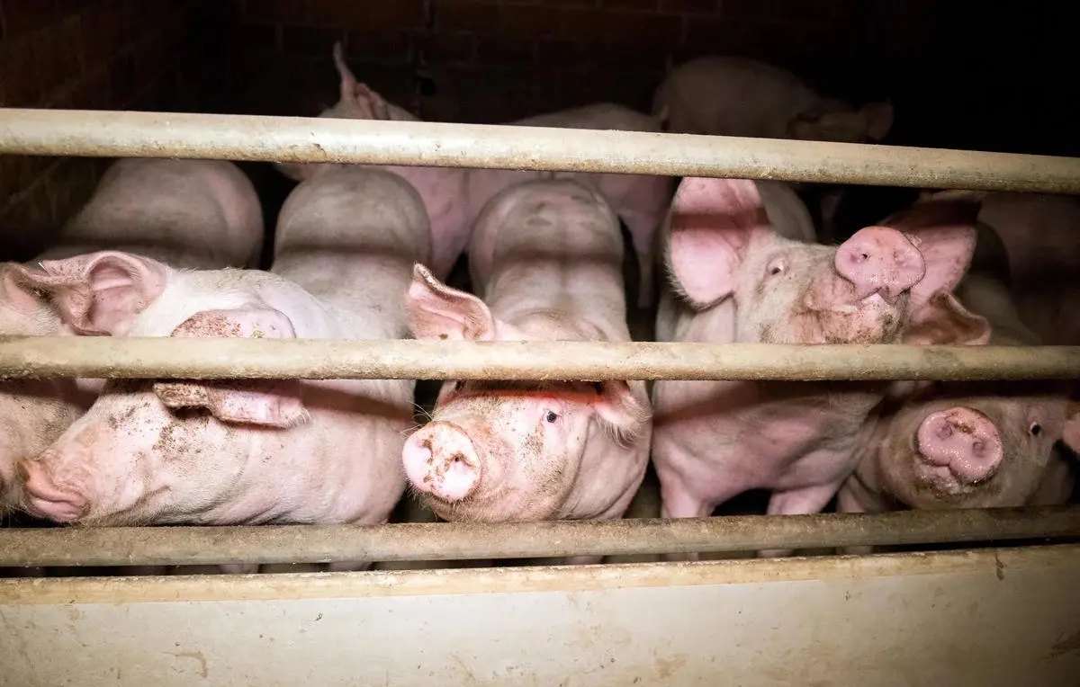¿Dónde están ubicadas y qué riesgos representan?. Foto: Greenpeace