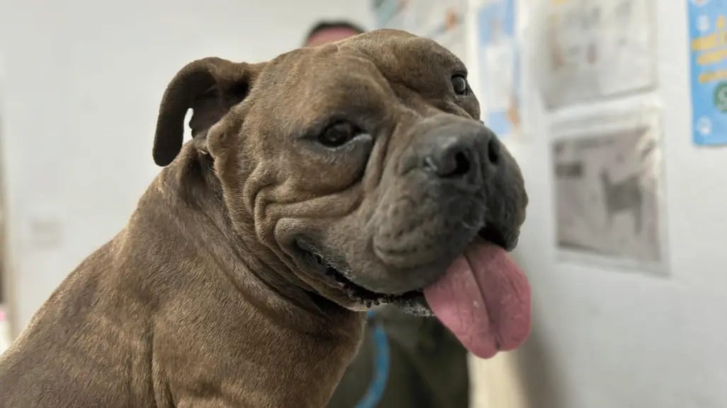 ¡Le pusieron Maximus! Rescatan a perrito tras incendio de empresa en Escobedo
