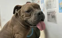 ¡Le pusieron Maximus! Rescatan a perrito tras incendio de empresa en Escobedo