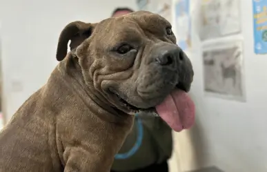 ¡Le pusieron Maximus! Rescatan a perrito tras incendio de empresa en Escobedo