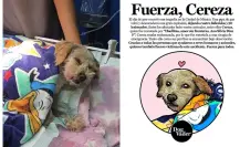 Milagro en explosión de Iztapalapa: Cereza, la perrita que sobrevivió y dio a luz a cinco cachorros