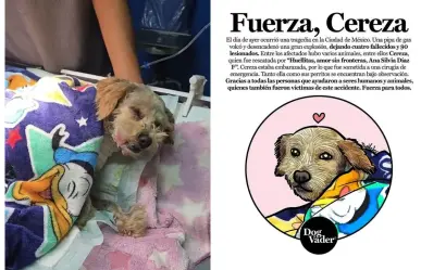 Milagro en explosión de Iztapalapa: Cereza, la perrita que sobrevivió y dio a luz a cinco cachorros