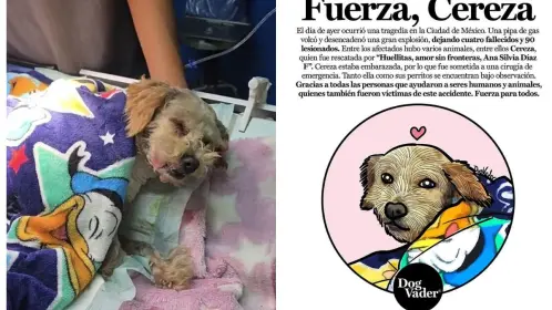 Milagro en explosión de Iztapalapa: Cereza, la perrita que sobrevivió y dio a luz a cinco cachorros