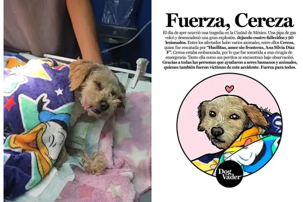 Milagro en explosión de Iztapalapa: Cereza, la perrita que sobrevivió y dio a luz a cinco cachorros