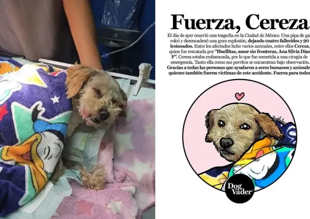 Milagro en explosión de Iztapalapa: Cereza, la perrita que sobrevivió y dio a luz a cinco cachorros