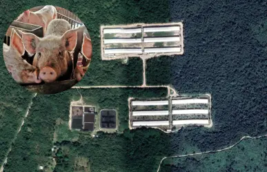 Granjas porcícolas en Yucatán: ¿qué problemas siguen tras la clausura de Pecuaria Peninsular?