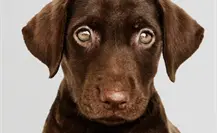 Así puedes denunciar maltrato animal en Victoria Así puedes denunciar maltrato animal en Victoria