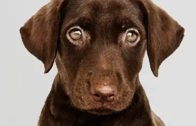 Así puedes denunciar maltrato animal en Victoria