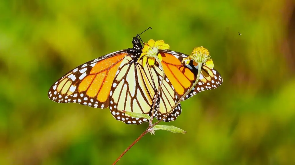 Mariposa Monarca 2025: ¿Cómo unirse a la Protección y Conservación en Coahuila?