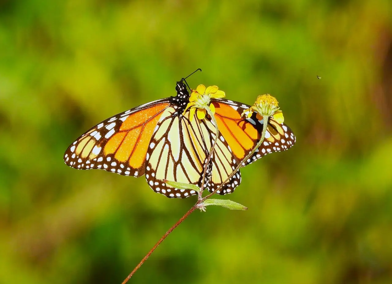 La migración de la mariposa monarca es uno de los fenómenos más asombrosos del mundo. (Fotografía: Correo Real)