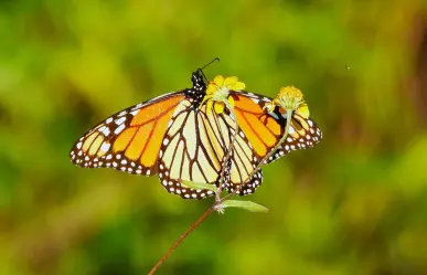Mariposa Monarca 2025: ¿Cómo unirse a la Protección y Conservación en Coahuila?