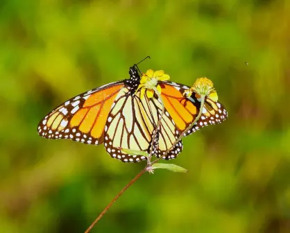 Mariposa Monarca 2025: ¿Cómo unirse a la Protección y Conservación en Coahuila?
