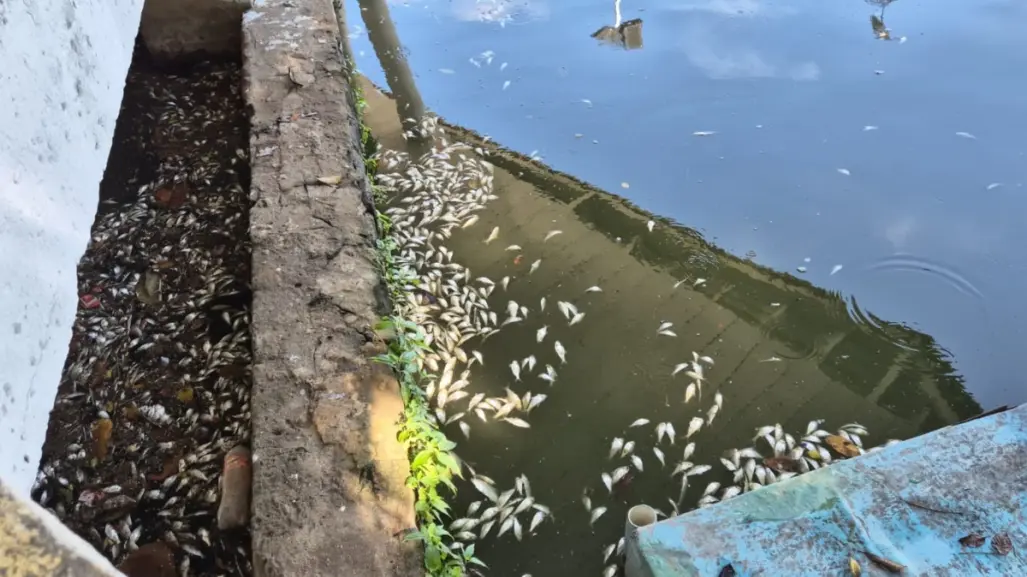 Esta es la causa de la mortandad de peces en Laguna de Villahermosa, Tabasco