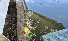 Esta es la causa de la mortandad de peces en Laguna de Villahermosa, Tabasco