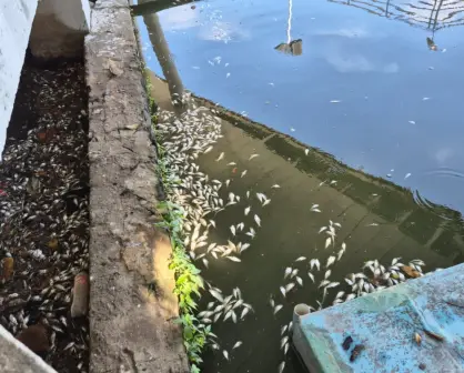 Esta es la causa de la mortandad de peces en Laguna de Villahermosa, Tabasco