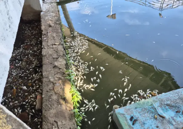 Esta es la causa de la mortandad de peces en Laguna de Villahermosa, Tabasco