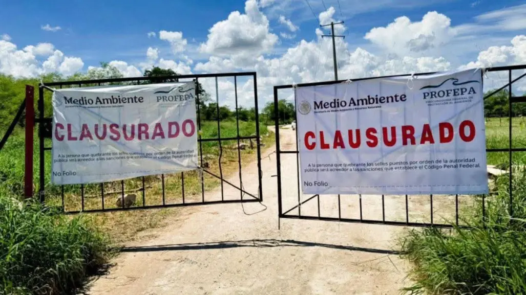 Analizan casos de granjas porcícolas en Yucatán: SDS refuerza monitoreo y normas ambientales