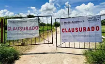 Analizan casos de granjas porcícolas en Yucatán: SDS refuerza monitoreo y normas ambientales