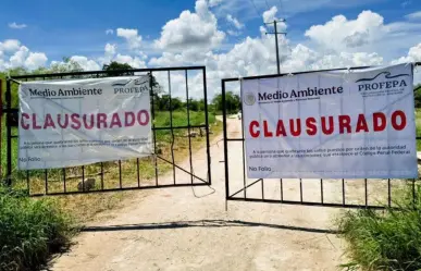 Analizan casos de granjas porcícolas en Yucatán: SDS refuerza monitoreo y normas ambientales