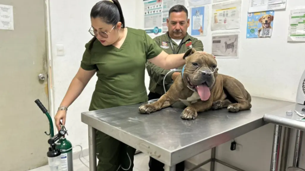 Rescatan a Tiger, la mascota perdida en incendio de Escobedo