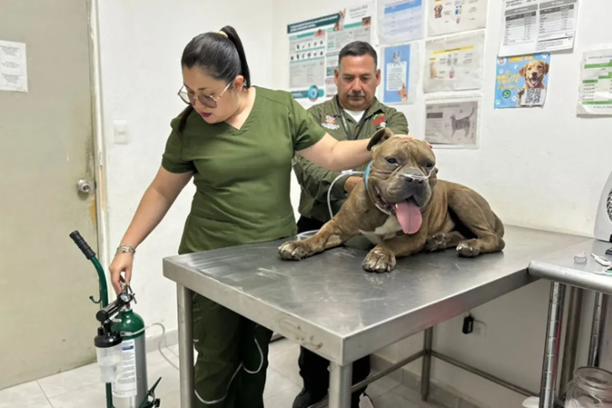 Perrito rescatado por Protección Animal de Escobedo Foto: Gobierno de Escobedo