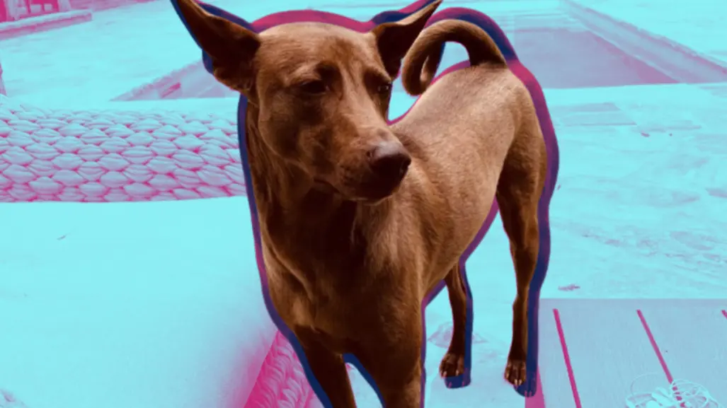 Oasis: ¿Quién es el perrito que aparece en los conciertos de la banda?