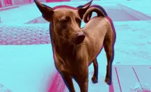 Oasis: ¿Quién es el perrito que aparece en los conciertos de la banda?