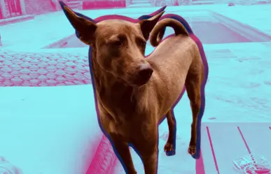 Oasis: ¿Quién es el perrito que aparece en los conciertos de la banda?