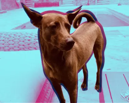 Oasis: ¿Quién es el perrito que aparece en los conciertos de la banda?