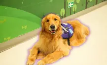 Christus Muguerza Hospital Conchita conmemora Día de la Terapia Asistida con visita de animales