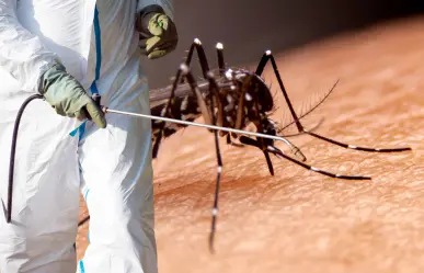 Inicia fumigación contra el dengue en La Paz; ¿cuáles colonias se nebulizan?