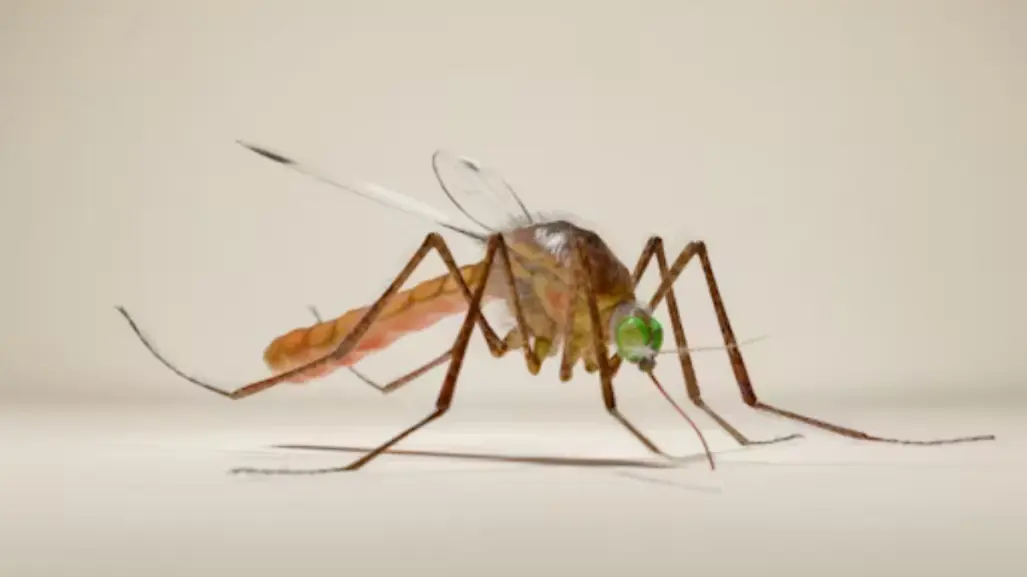 Sur de Tamaulipas en alerta por casos de dengue